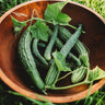 Suyo Long Cucumber