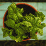 Sweet Mammoth Basil