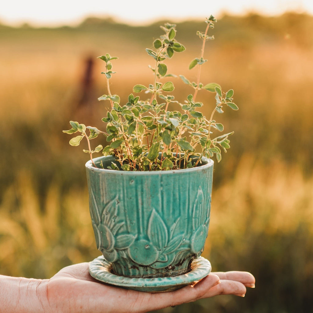 Sweet Marjoram Herb Seeds