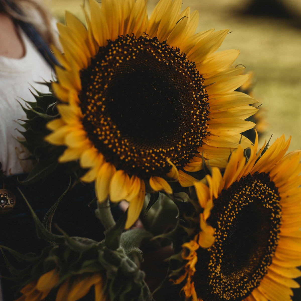 Taiyo Sunflower