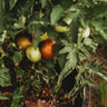 Tasmanian Chocolate Tomato