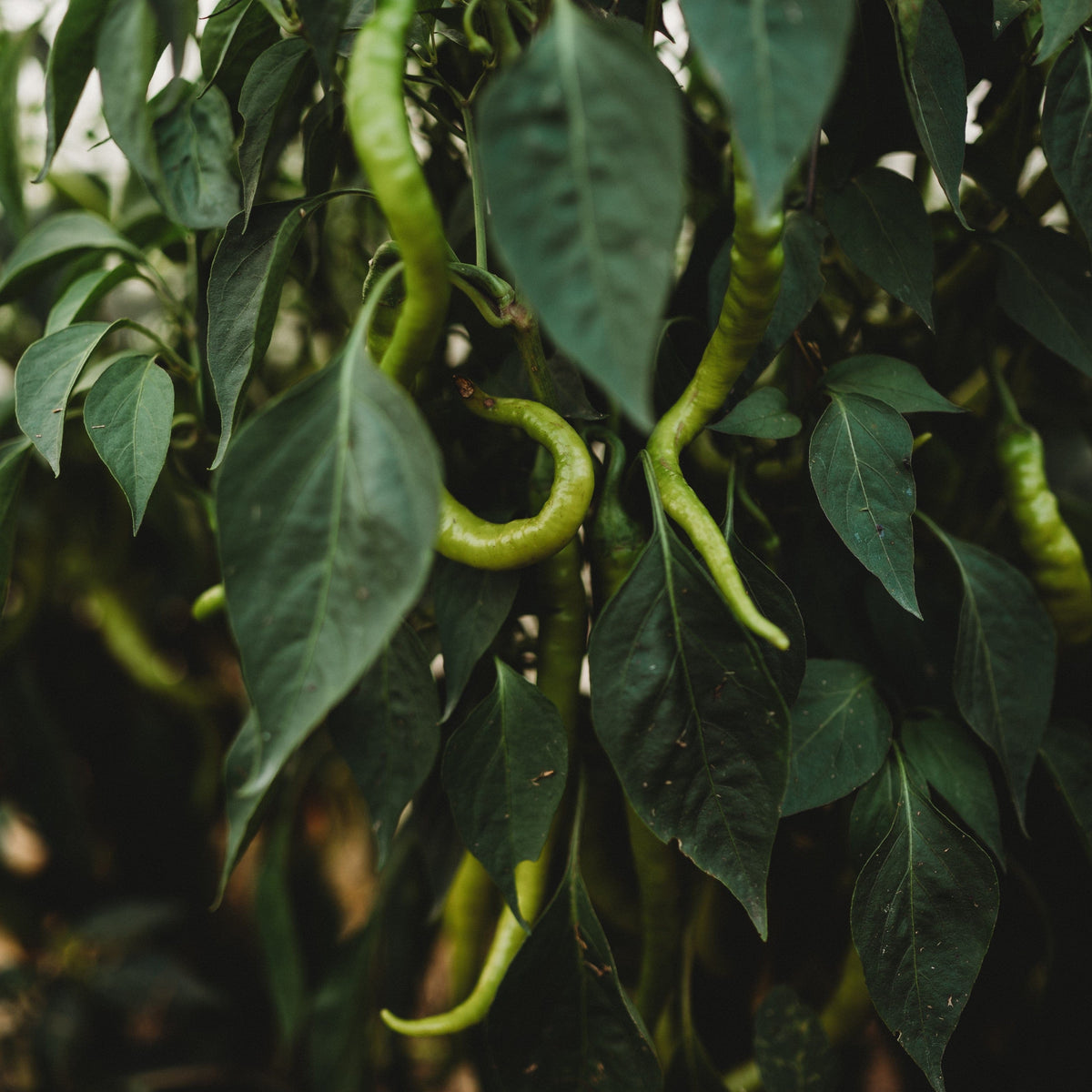 Tatli Kil Sivri (Sweet Sivri) Pepper