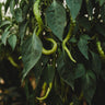 Tatli Kil Sivri (Sweet Sivri) Pepper