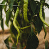 Tatli Kil Sivri (Sweet Sivri) Pepper