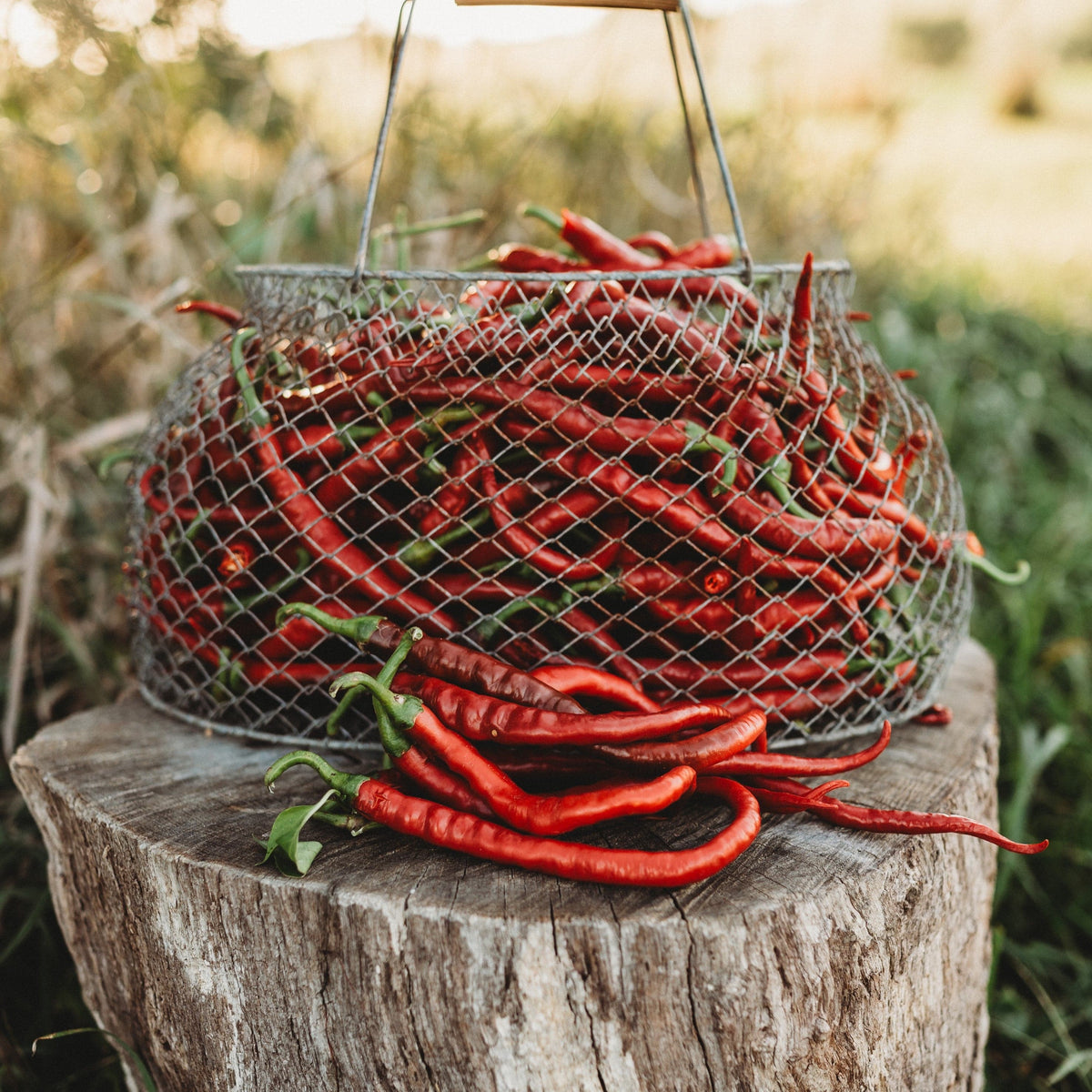 Tatli Kil Sivri (Sweet Sivri) Pepper