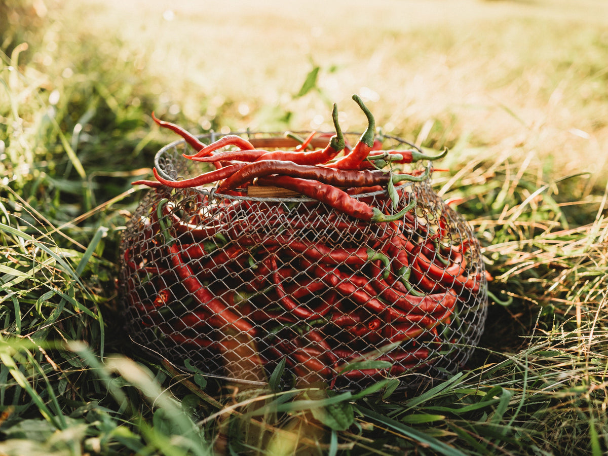 Tatli Kil Sivri (Sweet Sivri) Pepper
