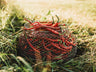 Tatli Kil Sivri (Sweet Sivri) Pepper