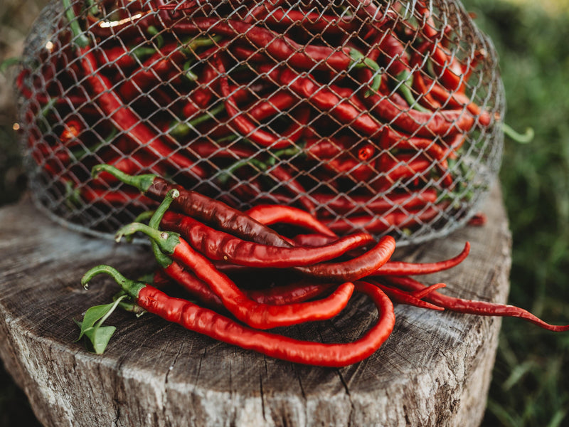 Tatli Kil Sivri (Sweet Sivri) Pepper