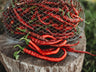 Tatli Kil Sivri (Sweet Sivri) Pepper