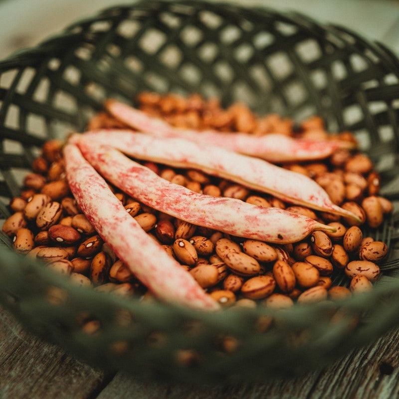 Taylor Dwarf Horticultural Dry Bean (Pink Cranberry)