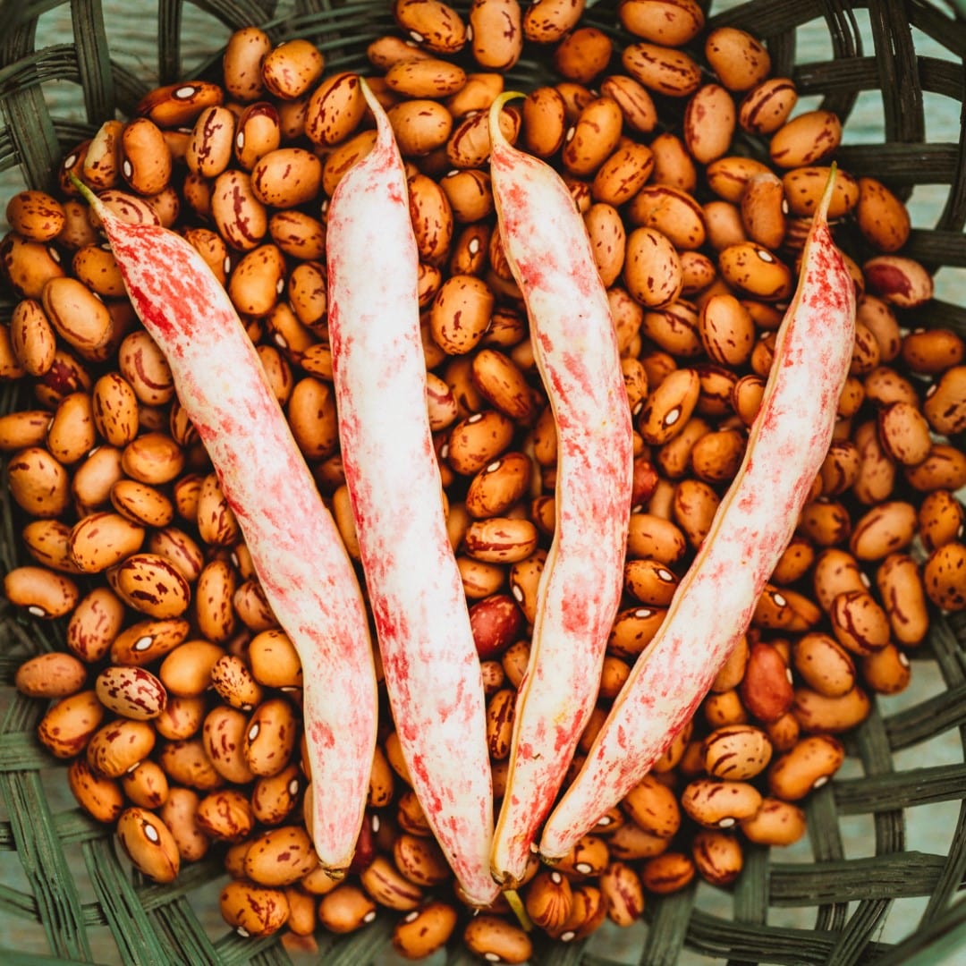 Taylor Dwarf Horticultural Dry Bean (Pink Cranberry)