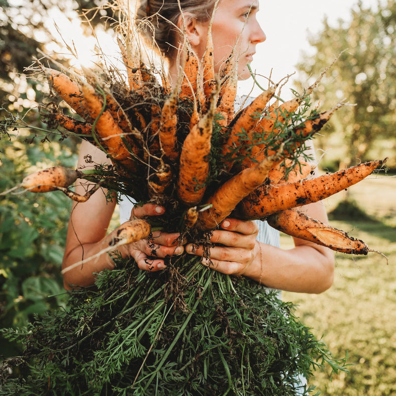 Tendersweet Carrot