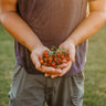 Texas Tiny Cherry Tomato