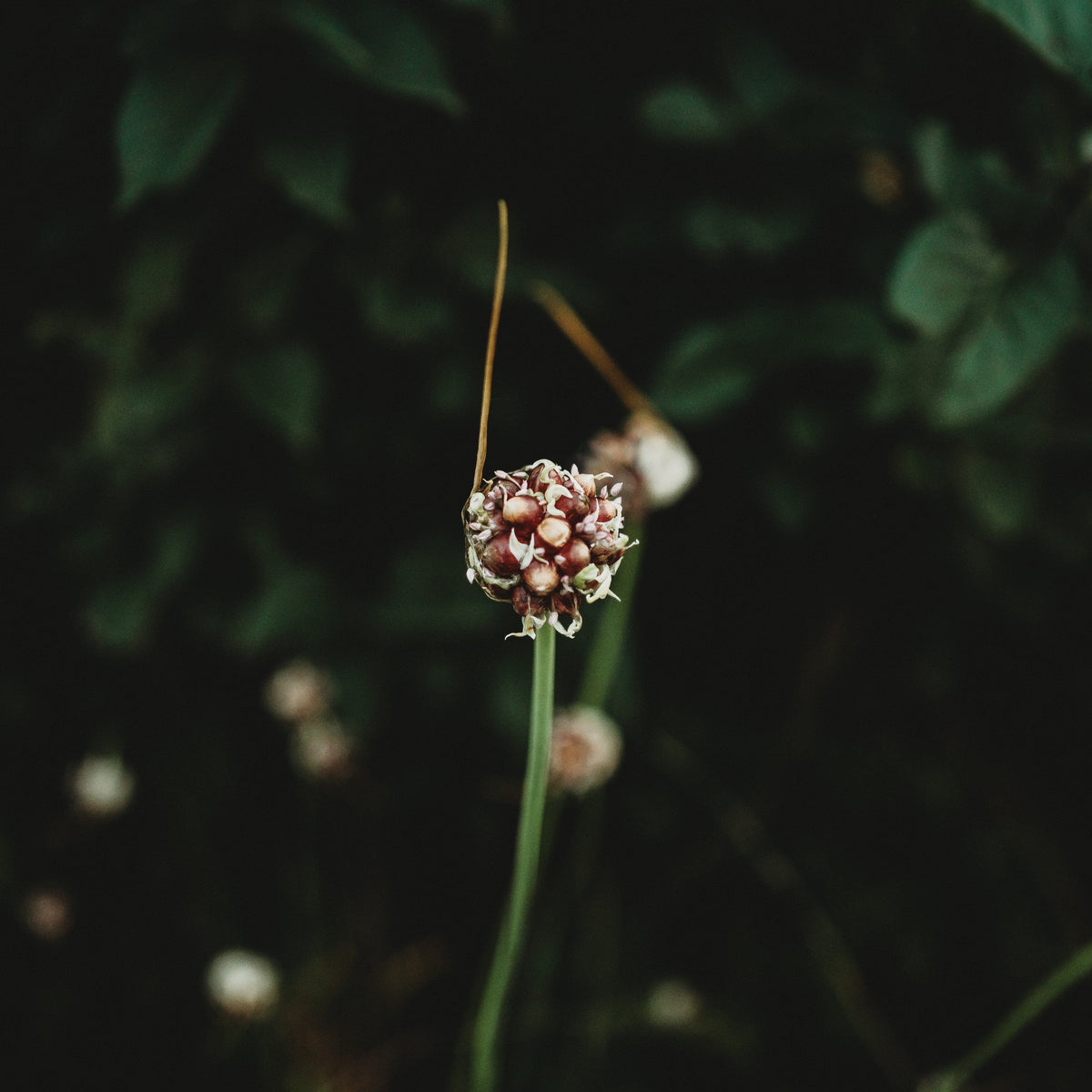 Thresh Farmstead Garlic (Scapes)
