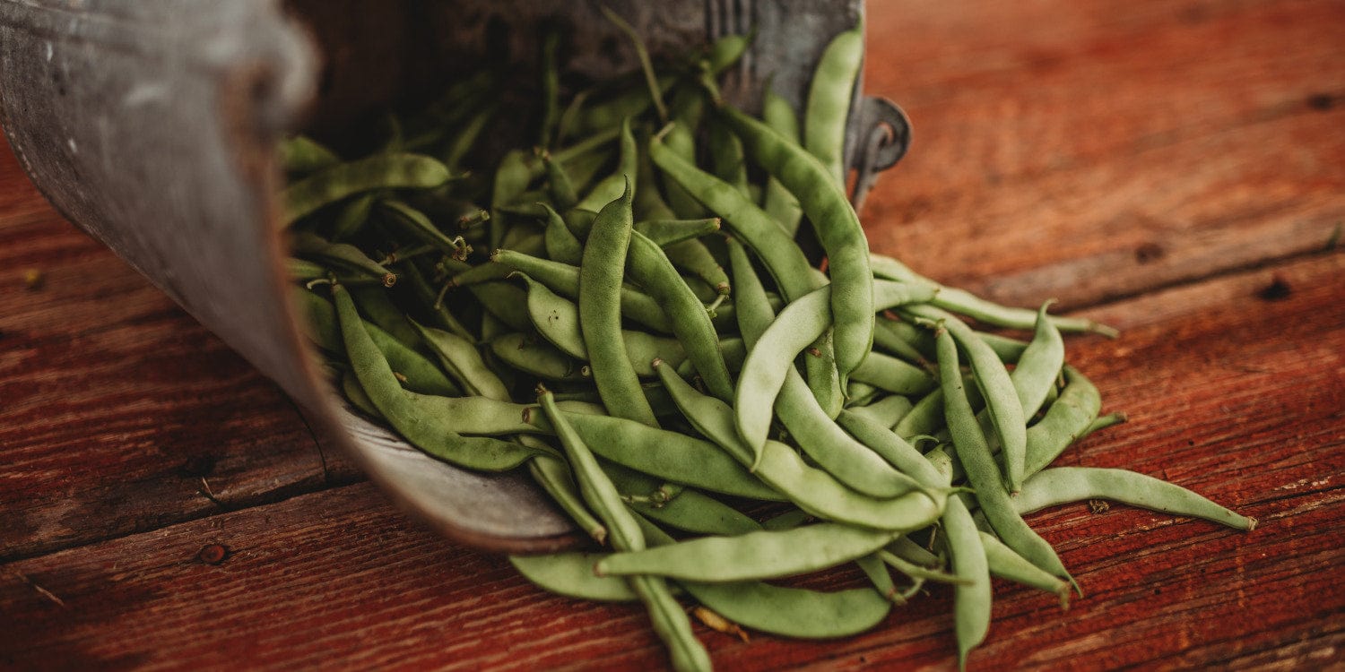 Bucket of heirloom beans