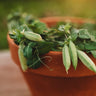 Tom Thumb (Half-Pint) Dwarf Shelling Pea