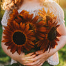 Velvet Queen Sunflower