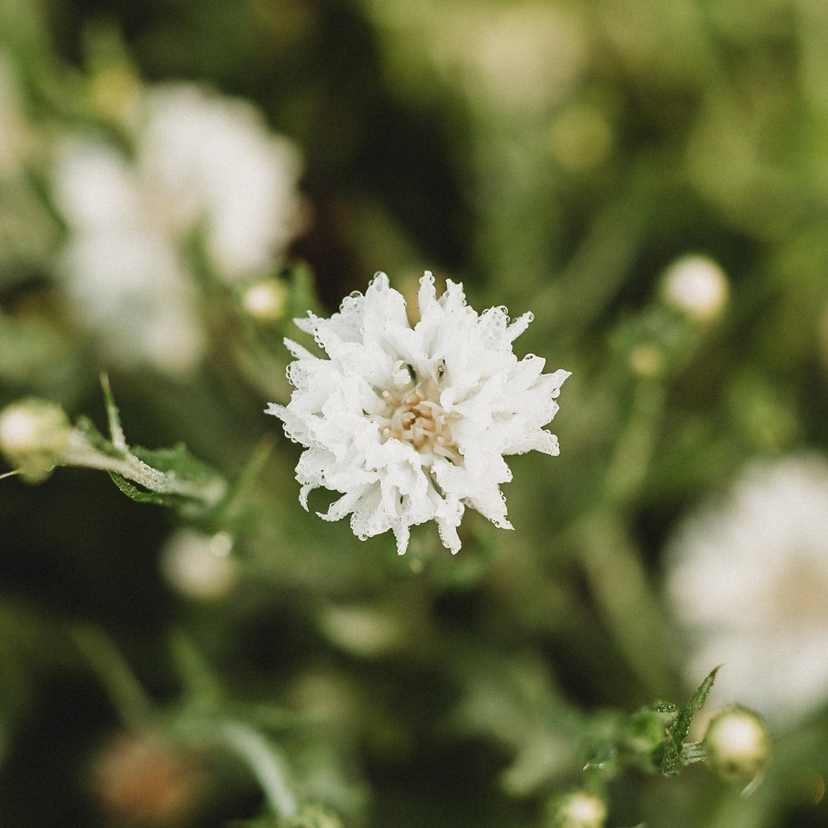 White Bachelor's Buttons