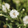 White Bachelor's Buttons