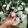 White Bachelor's Buttons