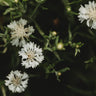 White Bachelor's Buttons