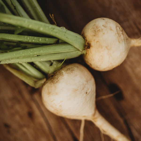 White Egg Turnip Thresh Seed Co.