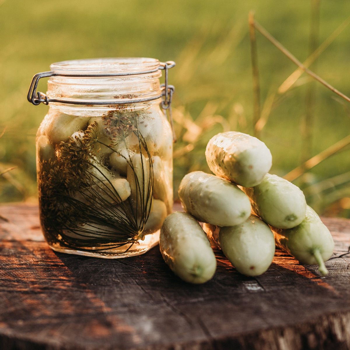 White Wonder Cucumber