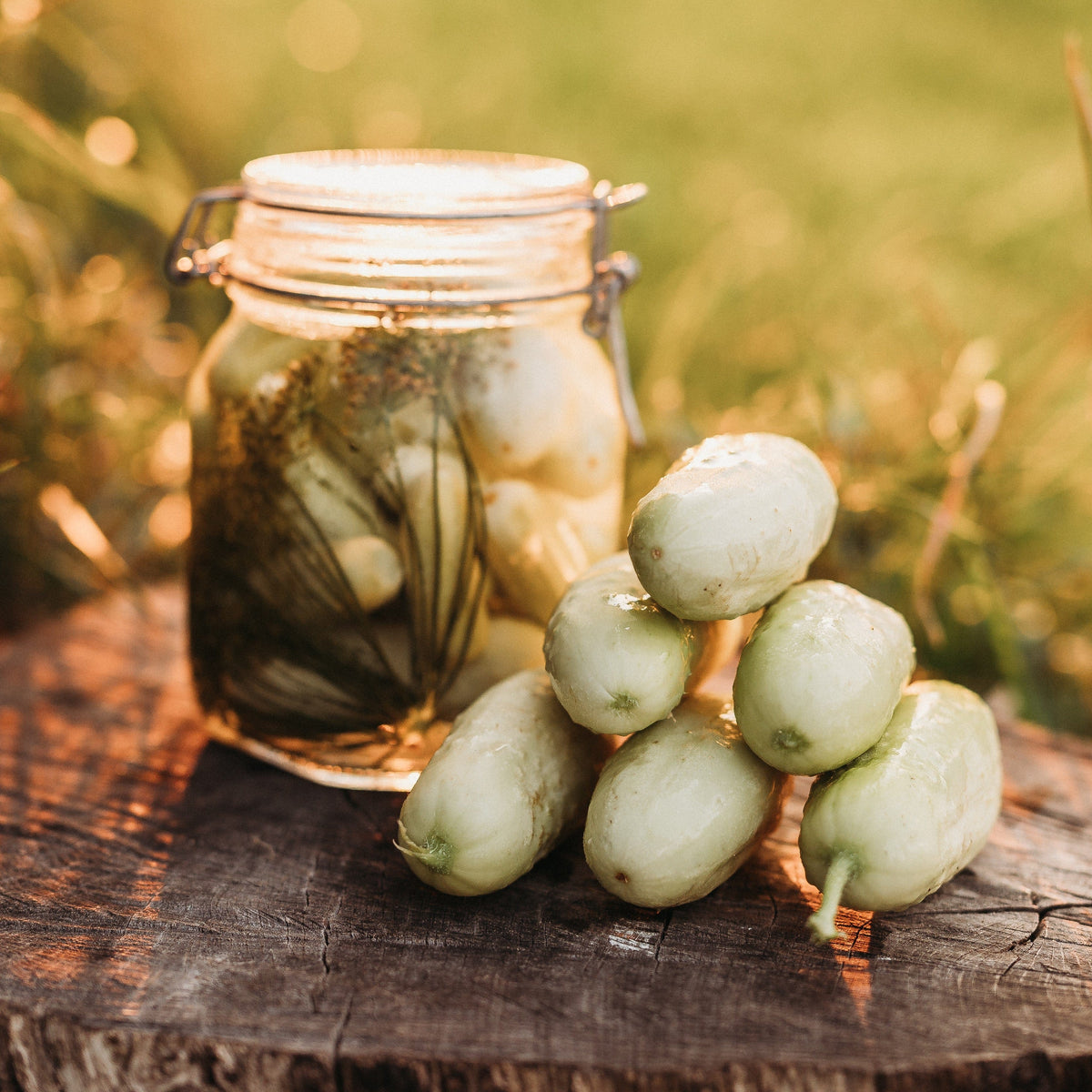 White Wonder Cucumber