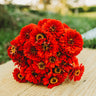 Will Rogers Zinnia