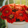 Will Rogers Zinnia