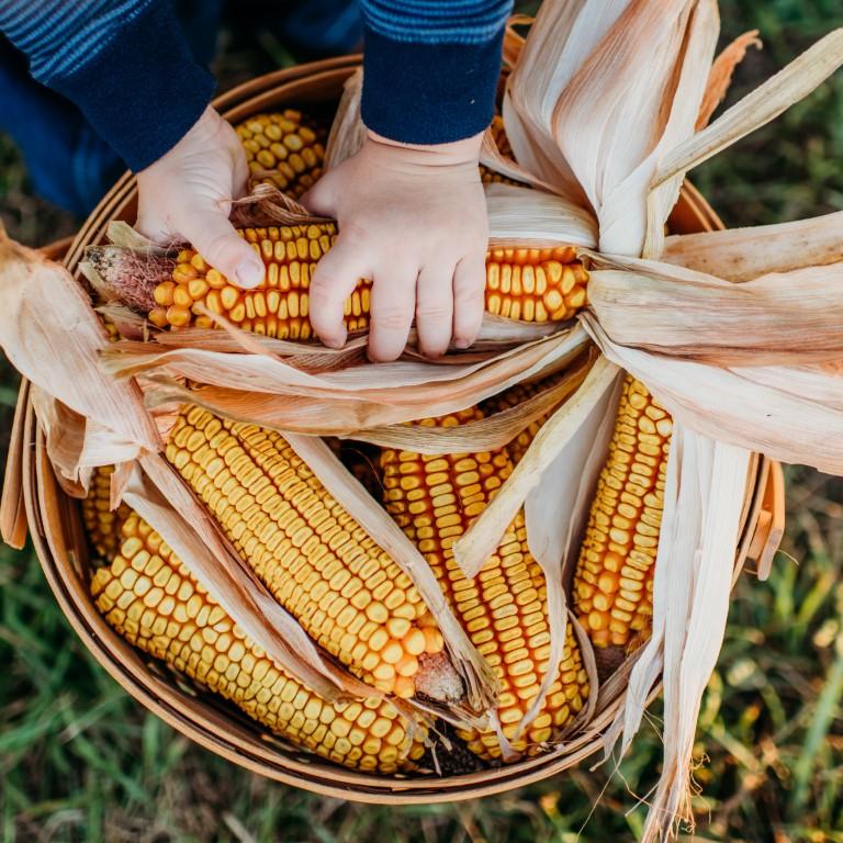 Wachter's True Gold Dent Corn