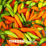Aji Amarillo Chile Pepper