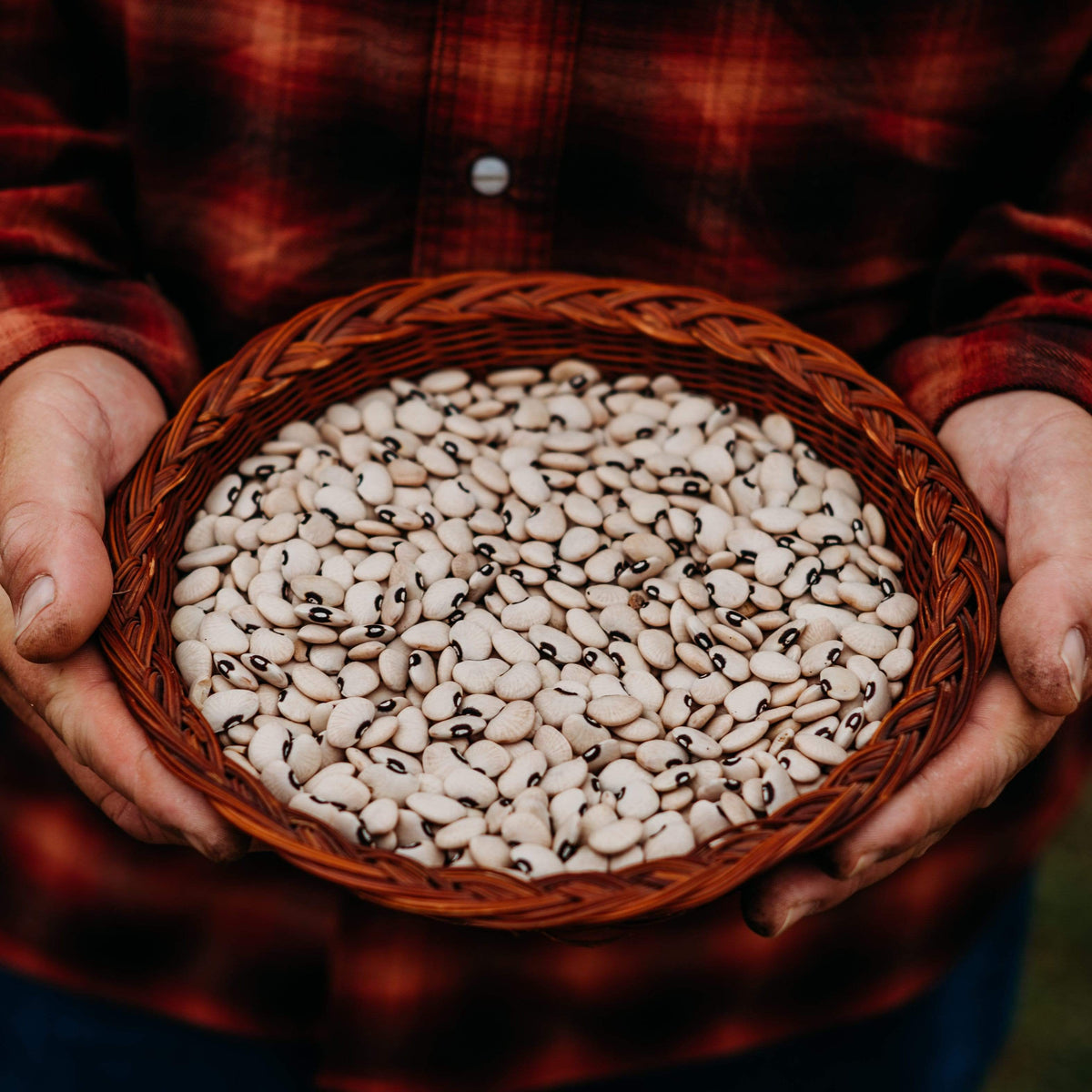 Alabama Blackeye Lima Bean (Butterbean)
