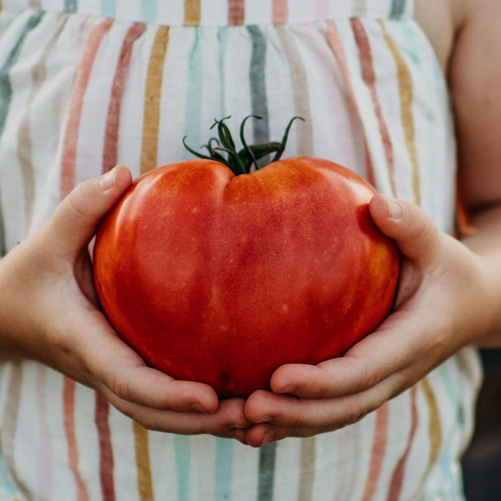 Anna Russian Heirloom Tomato Seeds