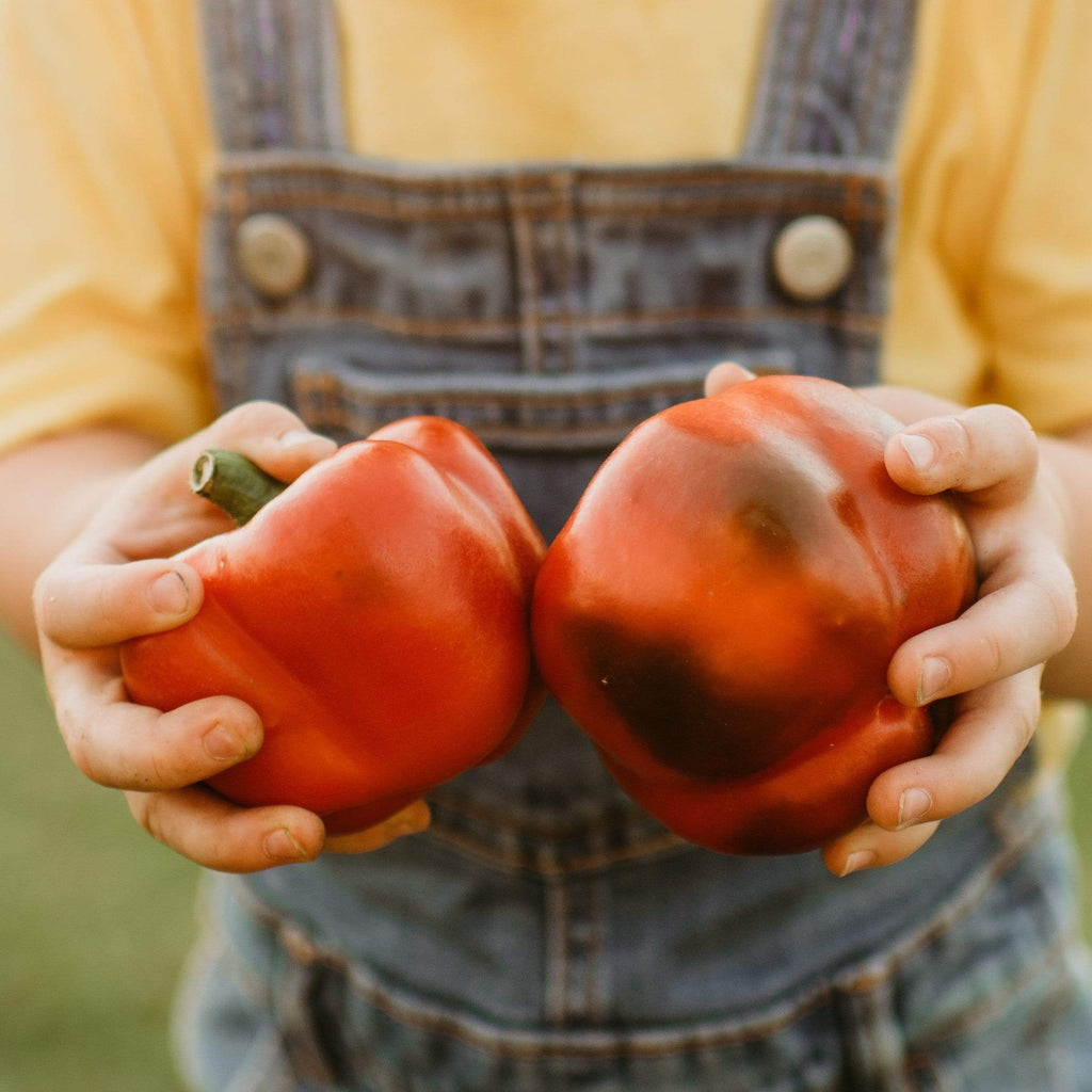 Ashe County Pimento Seeds