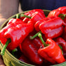 Ausilio Thin Skin Italian Sweet Pepper