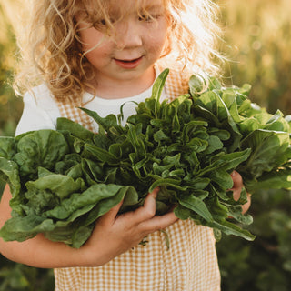 Baby Heirloom Lettuce Mix