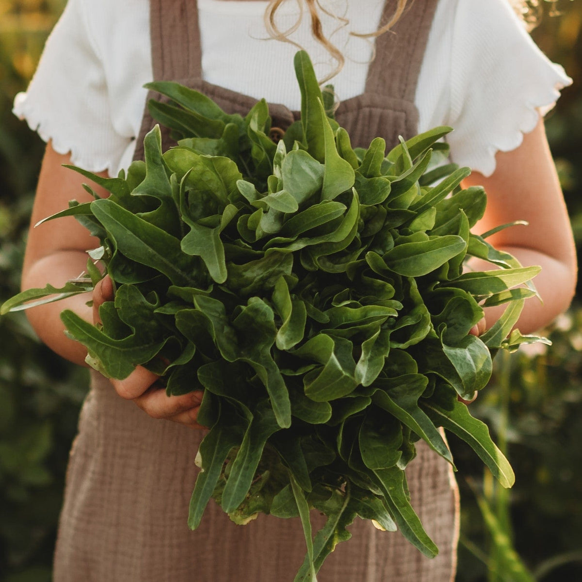 Baby Oakleaf Lettuce