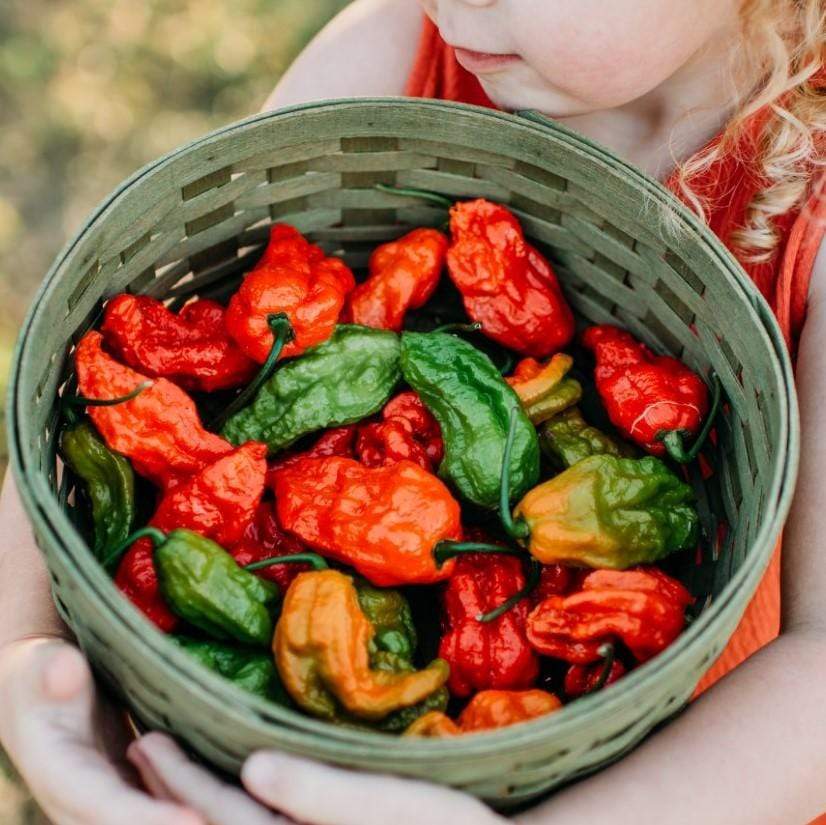 Ghost (Bhut Jolokia) Chile Pepper