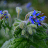 Borage