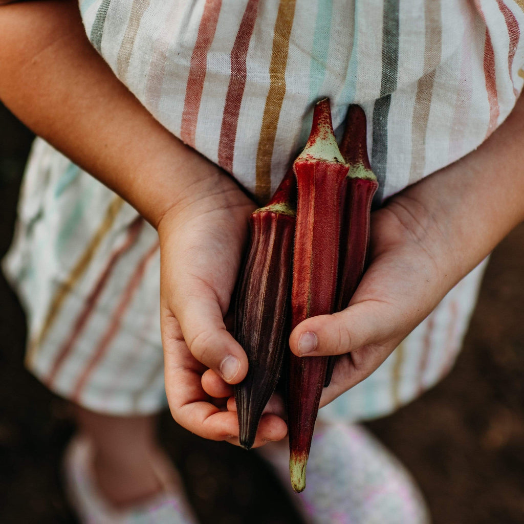 Burgundy Okra Seeds