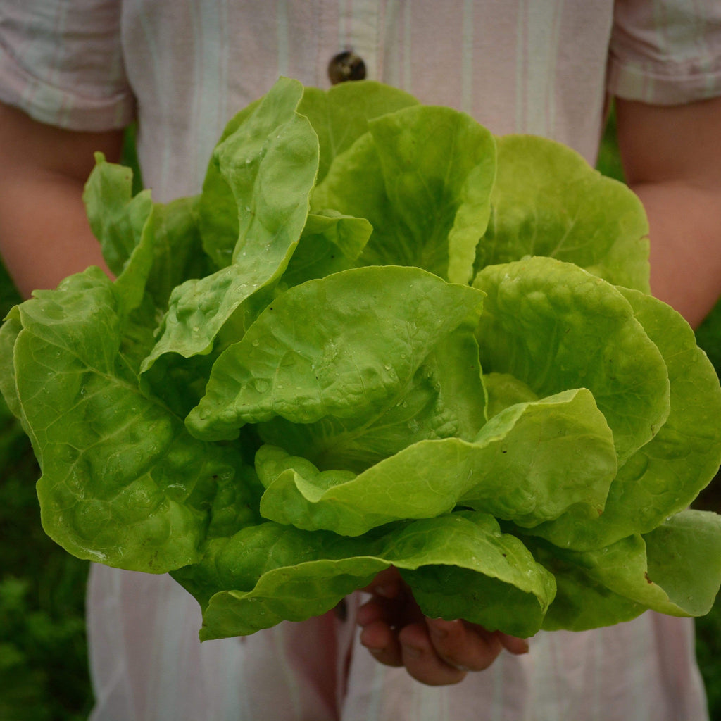 Buttercrunch Heading Lettuce Seeds