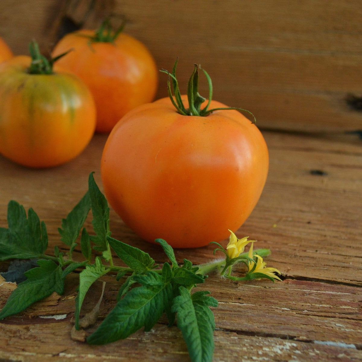 Carolina Yellow Heirloom Tomato