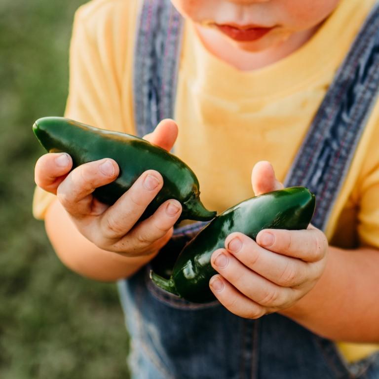 Craig's Grande Jalapeno Seeds