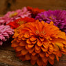 Dahlia Flowered Zinnia Mix