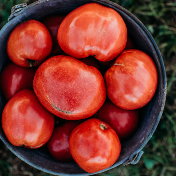 100+ Pink Oxheart Tomato Seeds - Non-GMO Heirloom Variety, Fast Growing