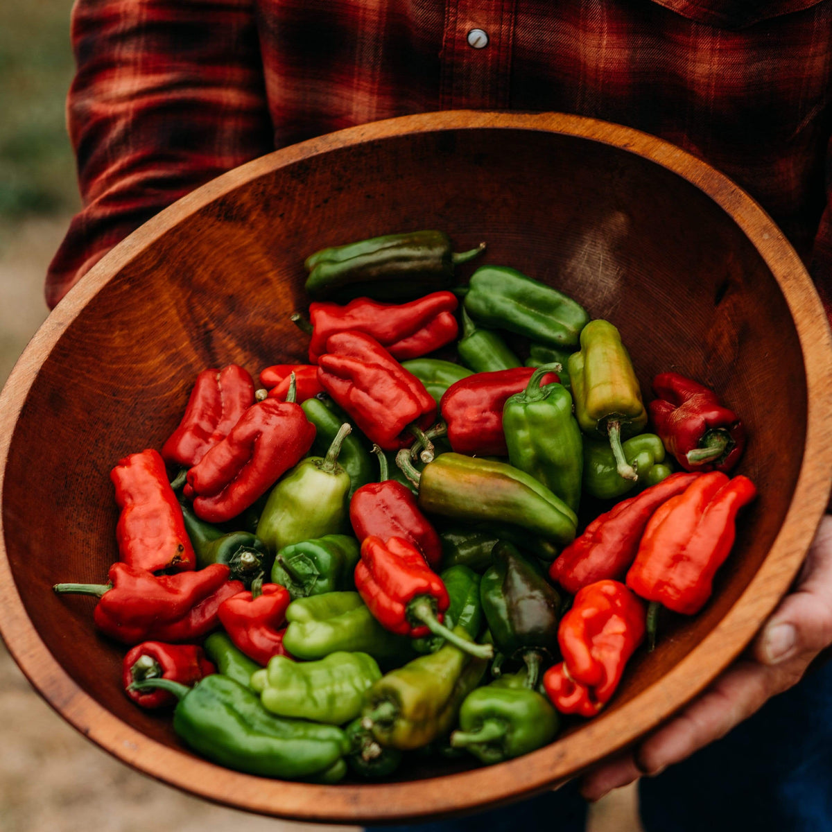 Dolmalik Biber Turkish Sweet Pepper