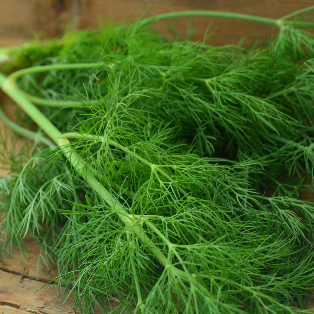 Dukat Dill Seeds