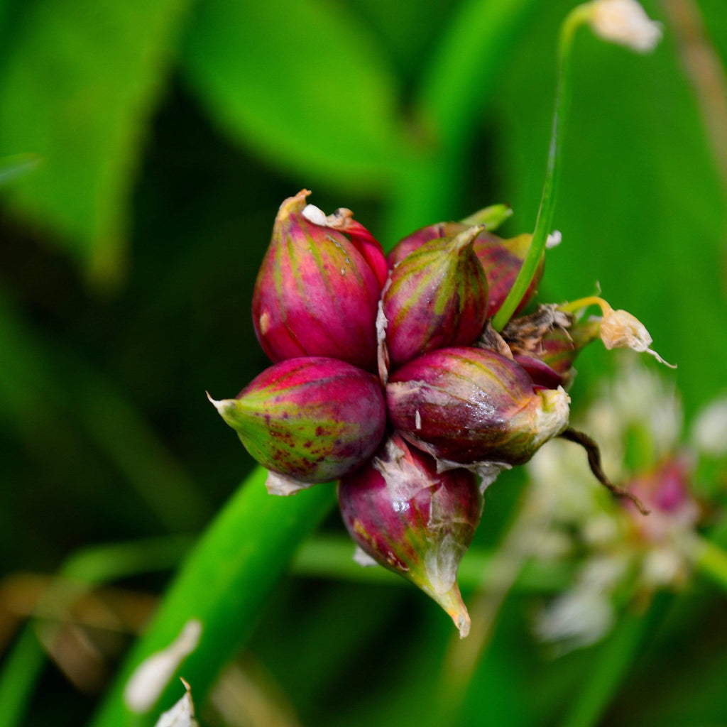 Egyptian Walking Onion seeds