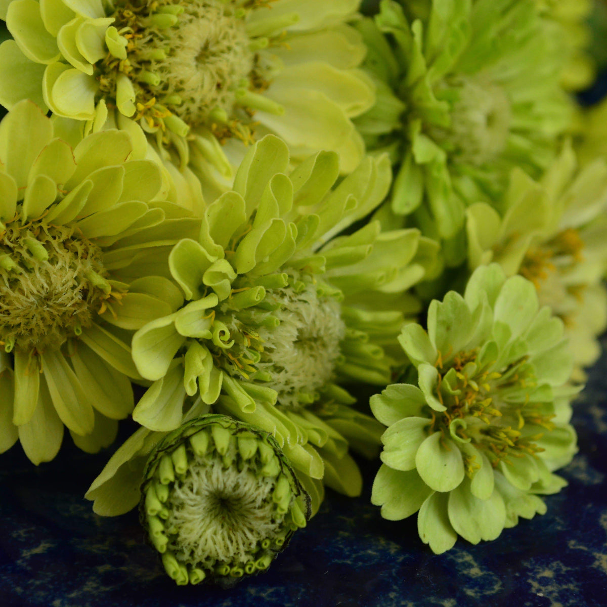 Green Envy Zinnia